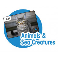 Talking Flash Cards- Animals & Sea Creatures